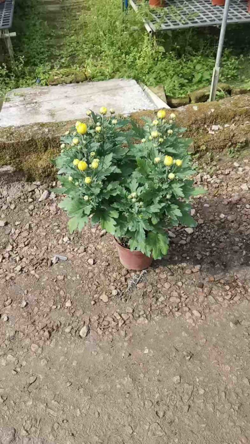 菊花盆栽带花苞九月菊大花四季开花植物花卉可食用菊花苗四季室外