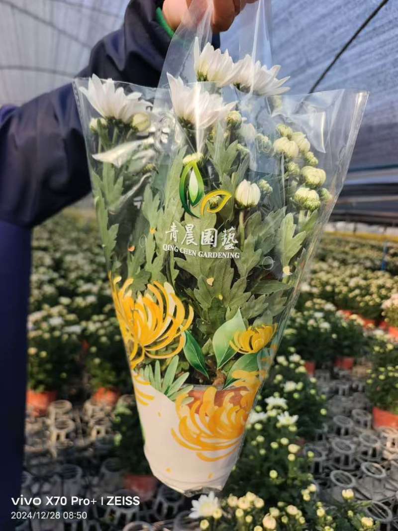 菊花盆栽带花苞九月菊大花四季开花植物花卉可食用菊花苗四季室外