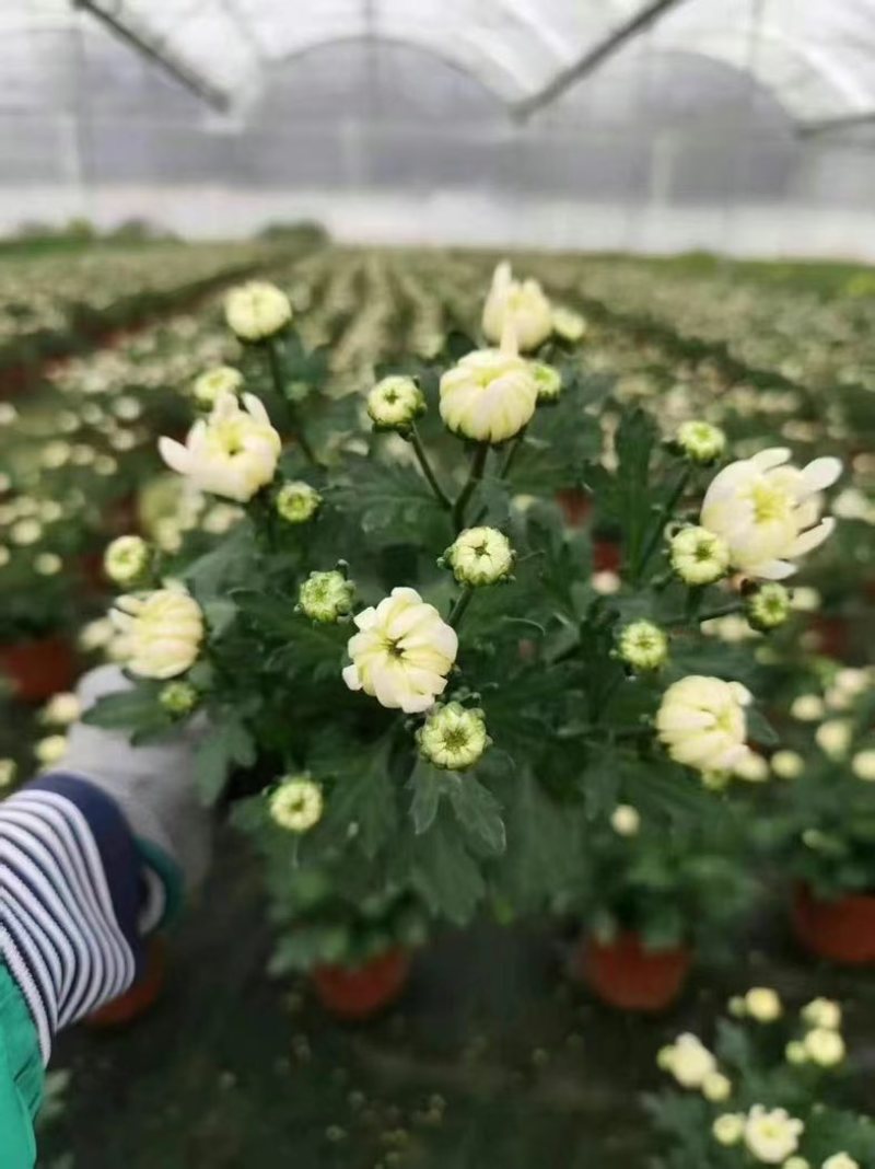 菊花盆栽带花苞九月菊大花四季开花植物花卉可食用菊花苗四季室外