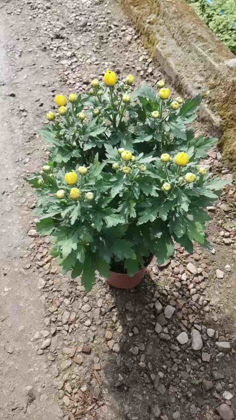 菊花盆栽带花苞九月菊大花四季开花植物花卉可食用菊花苗四季室外