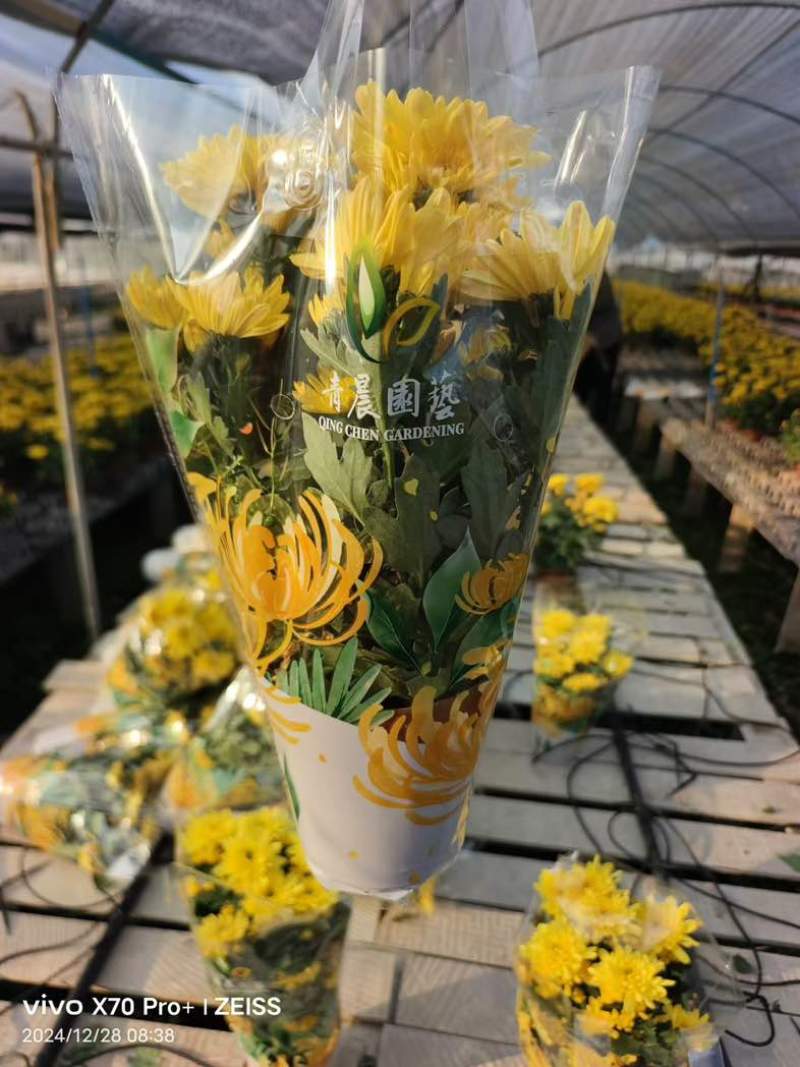 菊花盆栽带花苞九月菊大花四季开花植物花卉可食用菊花苗四季室外