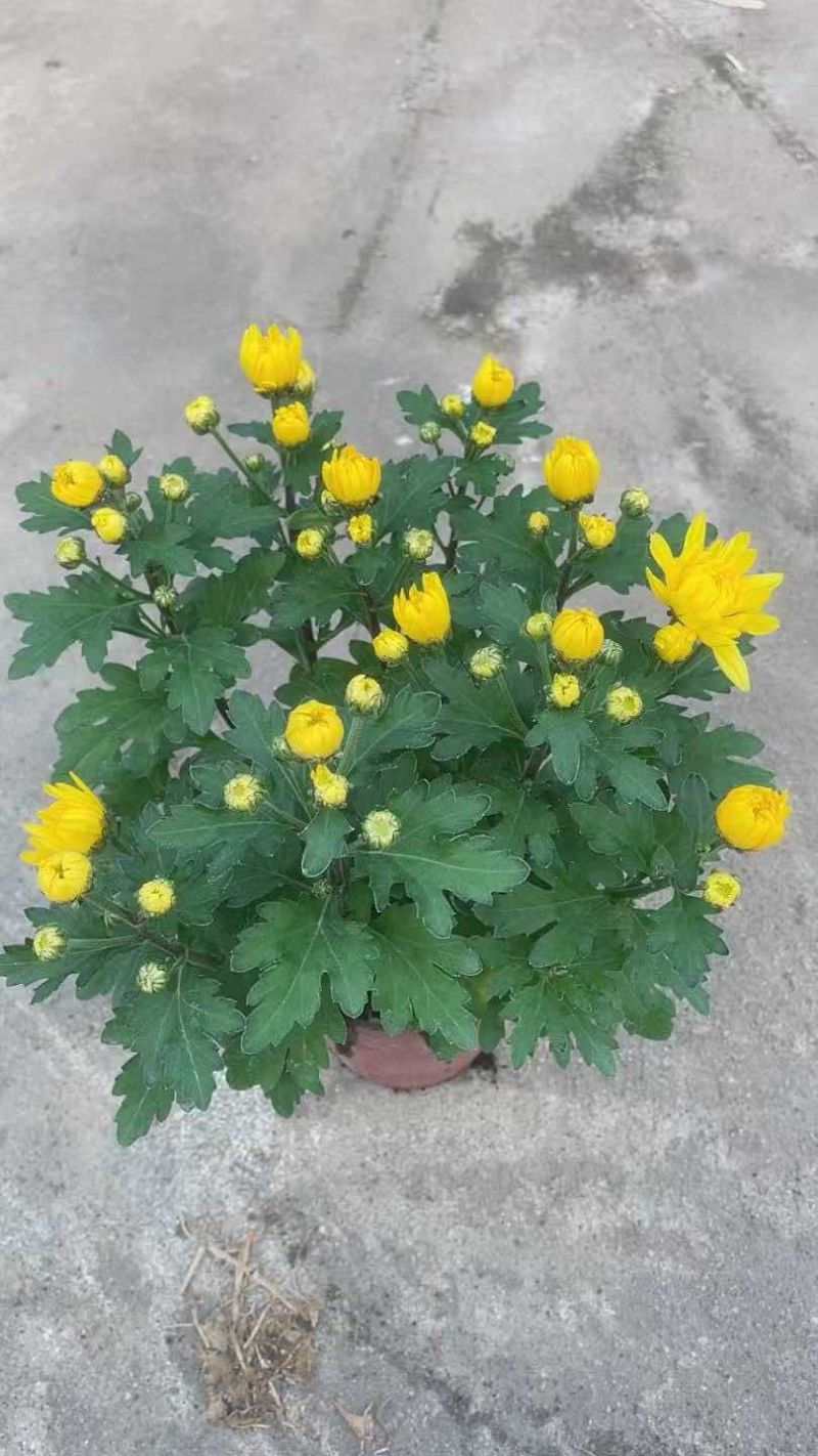 菊花盆栽带花苞九月菊大花四季开花植物花卉可食用菊花苗四季室外