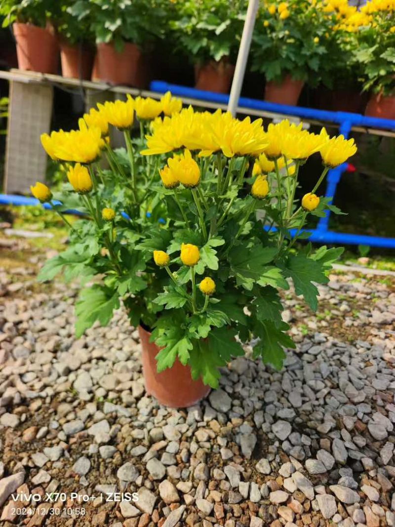 菊花盆栽带花苞九月菊大花四季开花植物花卉可食用菊花苗四季室外