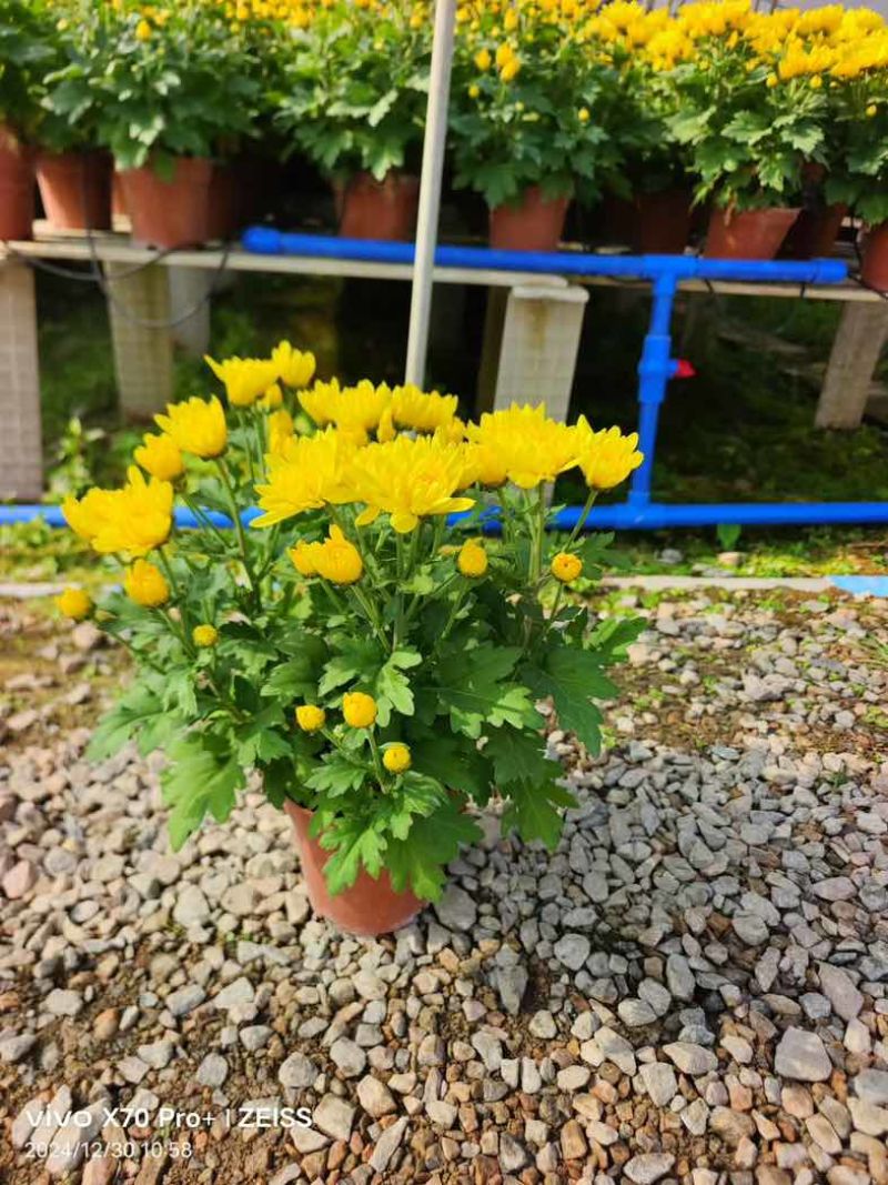 菊花盆栽带花苞九月菊大花四季开花植物花卉可食用菊花苗四季室外
