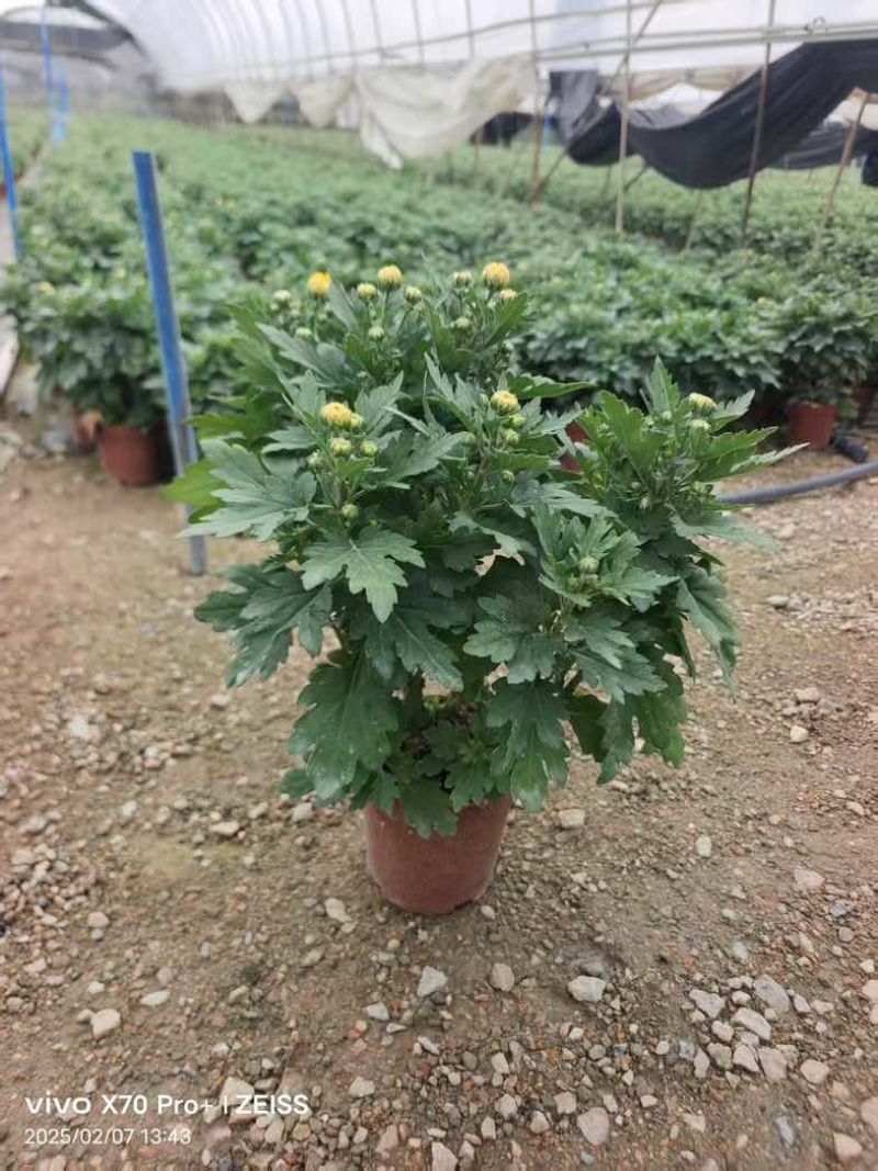 菊花盆栽带花苞九月菊大花四季开花植物花卉可食用菊花苗四季室外