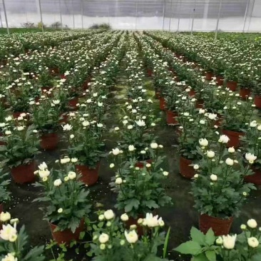 菊花盆栽带花苞九月菊大花四季开花植物花卉可食用菊花苗四季室外