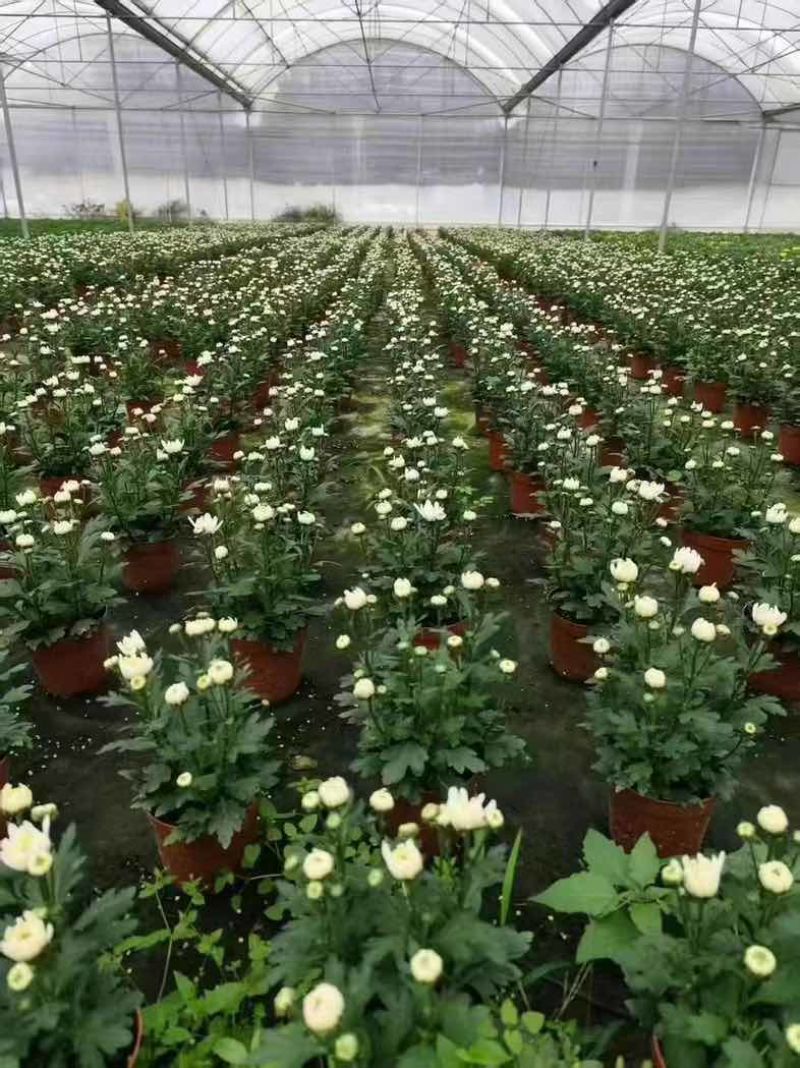 菊花盆栽带花苞九月菊大花四季开花植物花卉可食用菊花苗四季室外