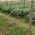 草珊瑚苗