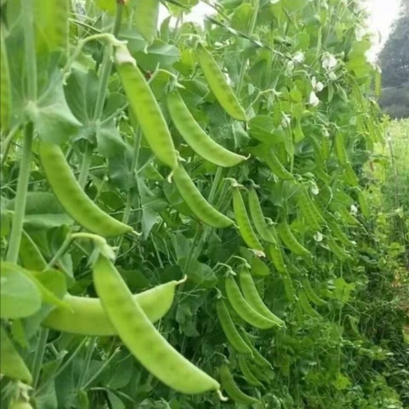 精品荷兰豆原产地发货精品保装冷链运输直达所在地