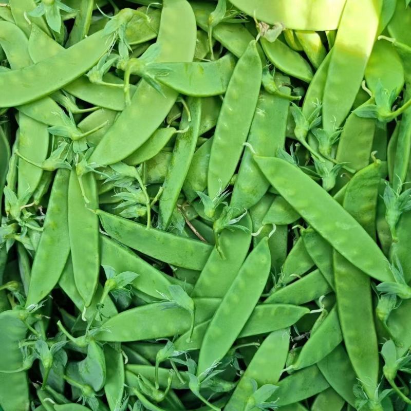 精品荷兰豆原产地发货精品保装冷链运输直达所在地