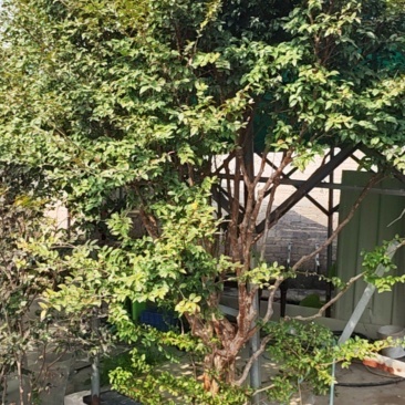 嘉宝果树
