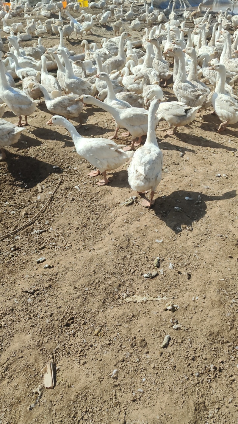 散养大鹅