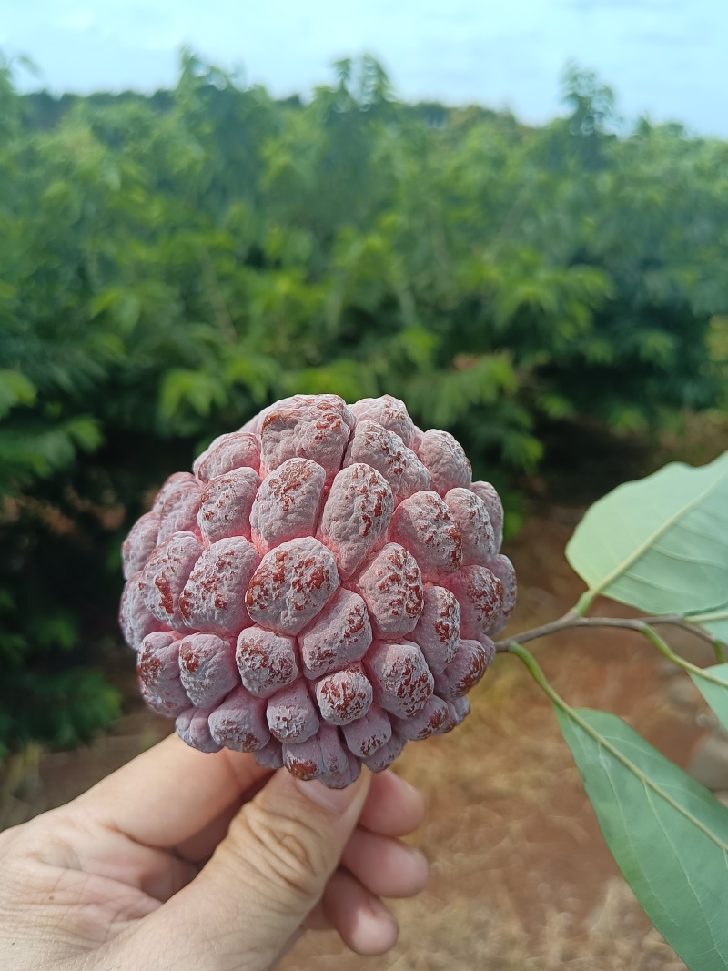 玫瑰释迦新鲜采摘