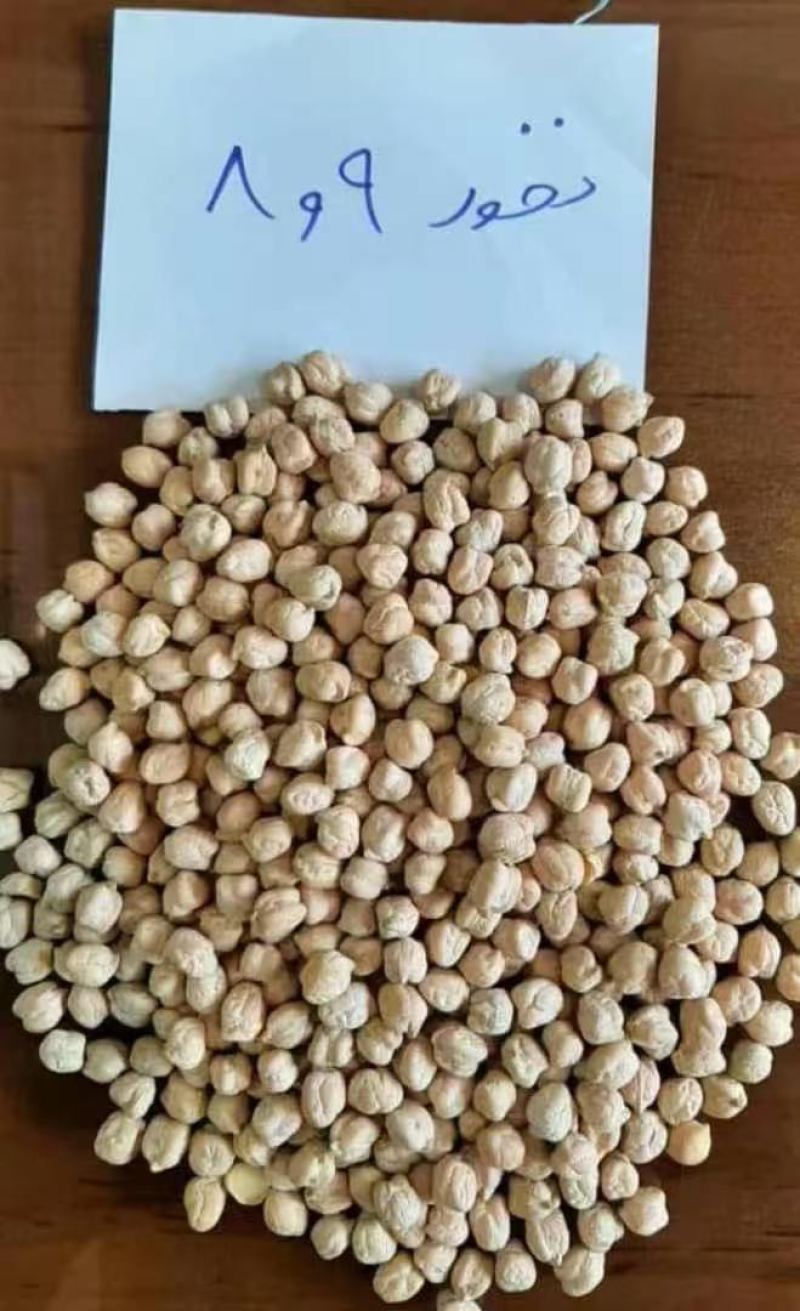 新疆鹰嘴豆
