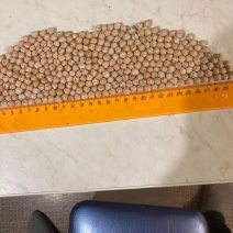 新疆鹰嘴豆