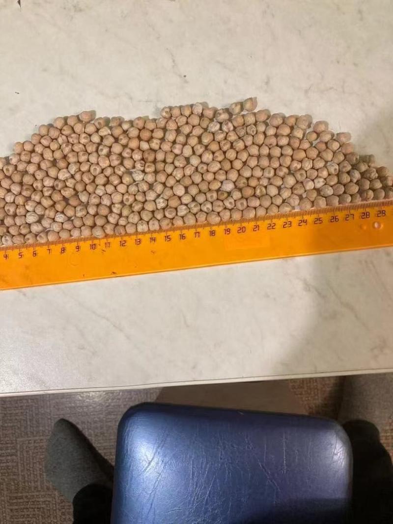 新疆鹰嘴豆
