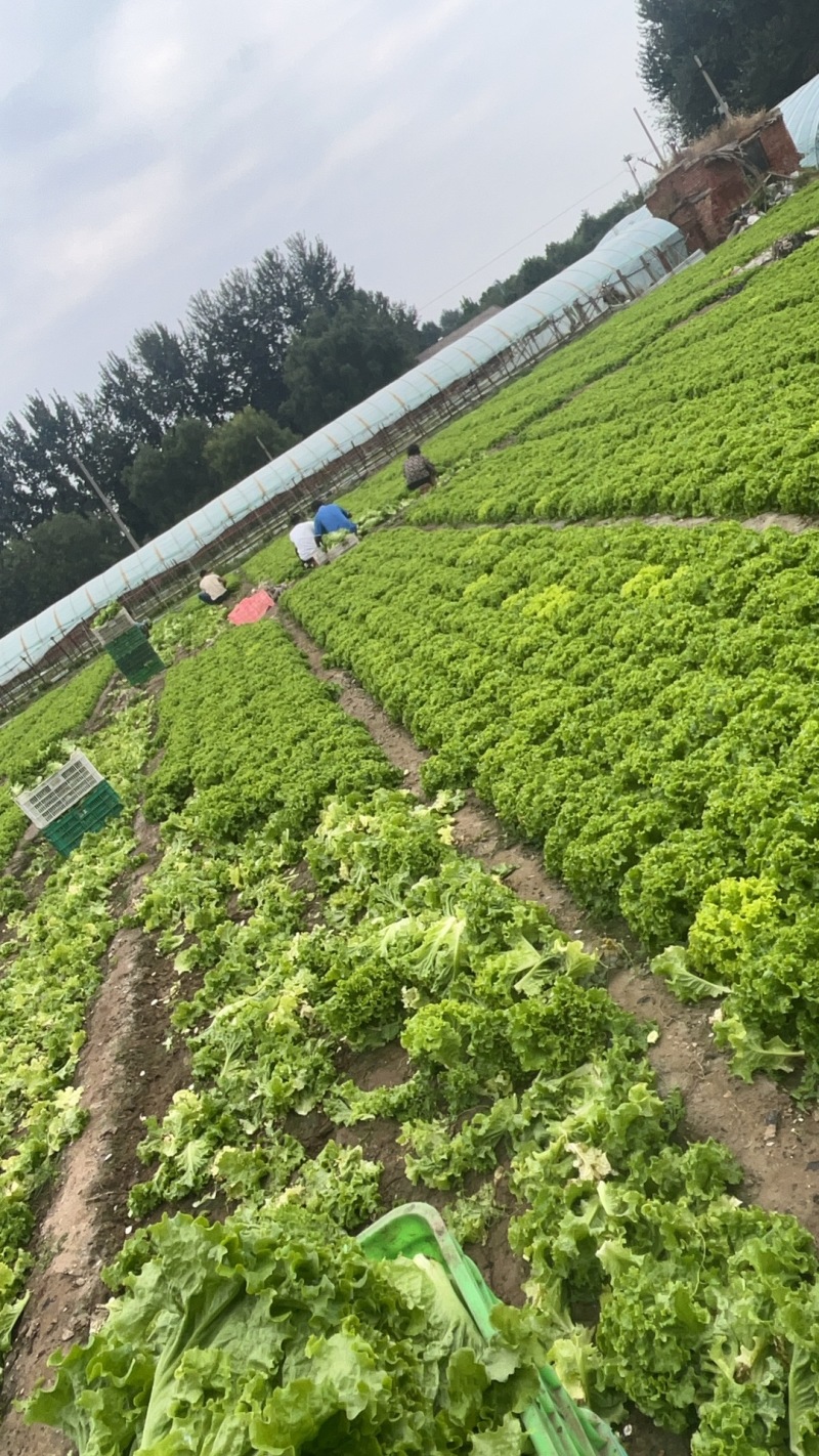 大叶生菜
