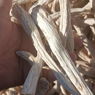 出售：去皮内蒙桔梗中条，够含量30吨