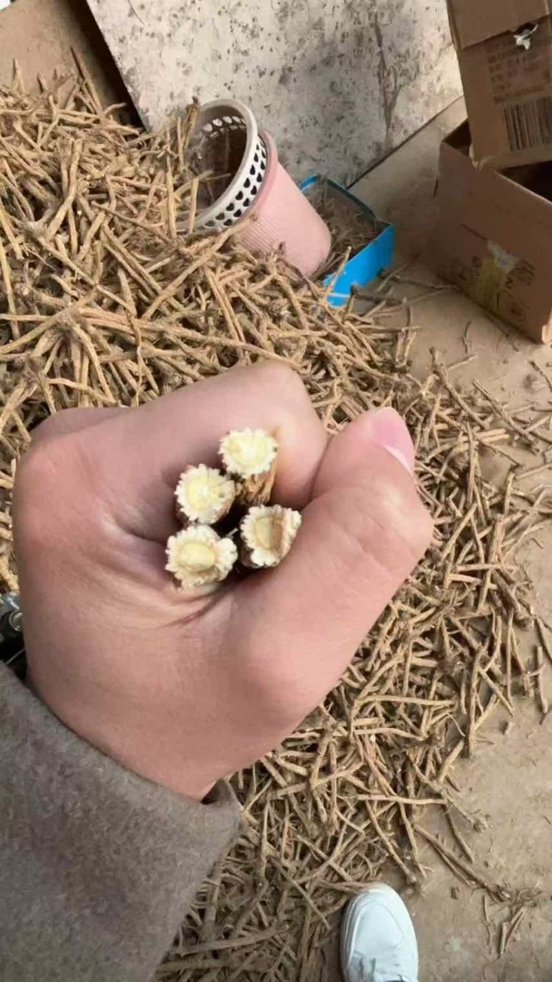 出售：防风各种规格