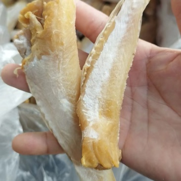 北海特产石斑鱼，适合摆地摊，跑江湖，展会