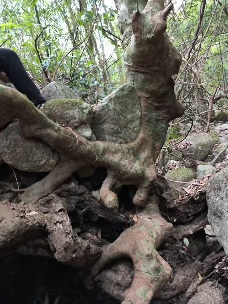 别墅庭院绿植水杨梅