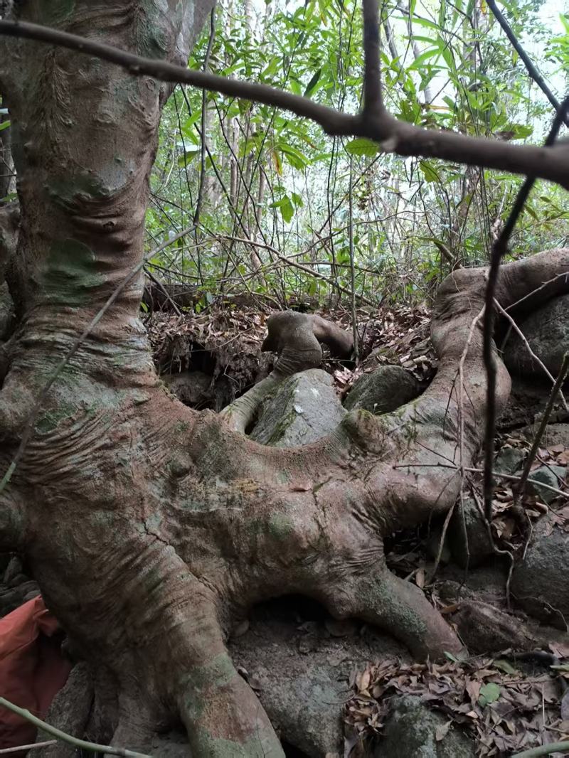 别墅庭院绿植水杨梅