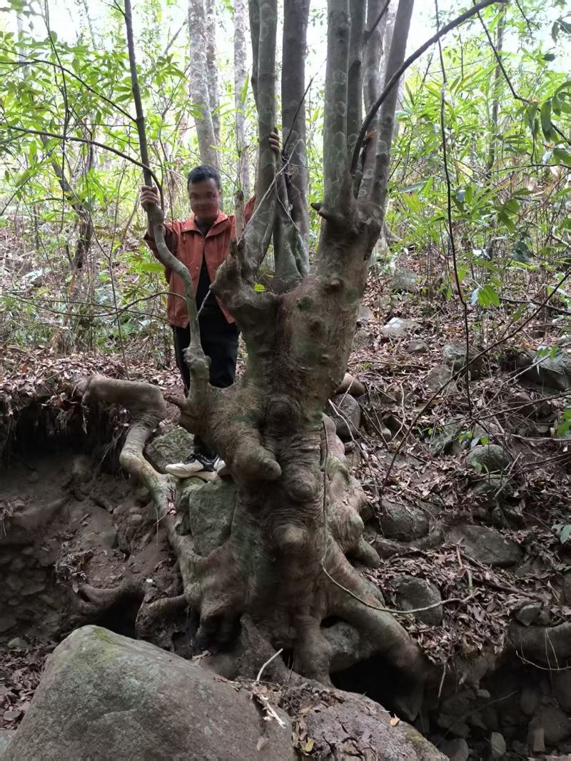 别墅庭院绿植水杨梅