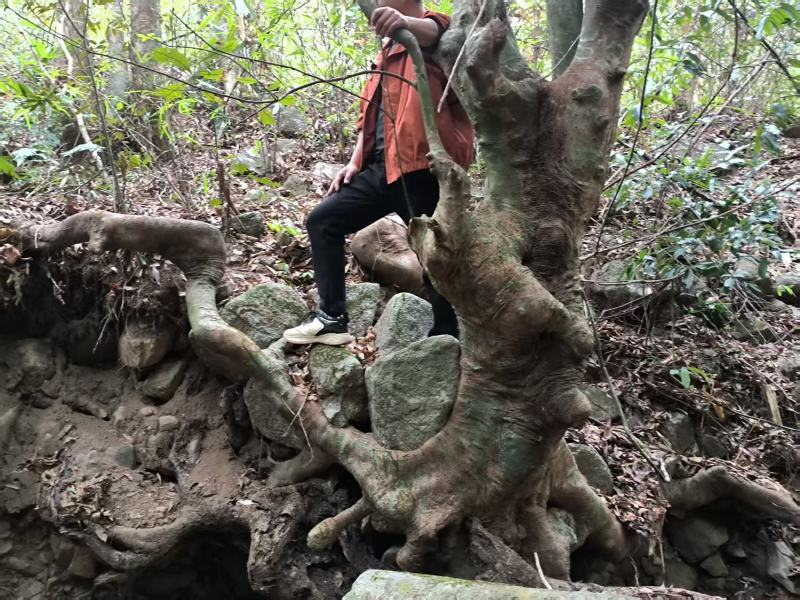 别墅庭院绿植水杨梅