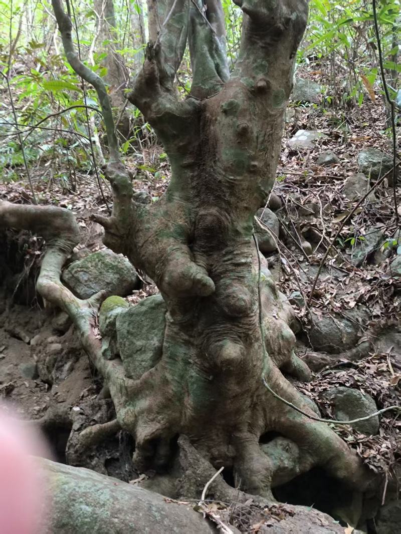 别墅庭院绿植水杨梅