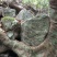 别墅庭院绿植水杨梅
