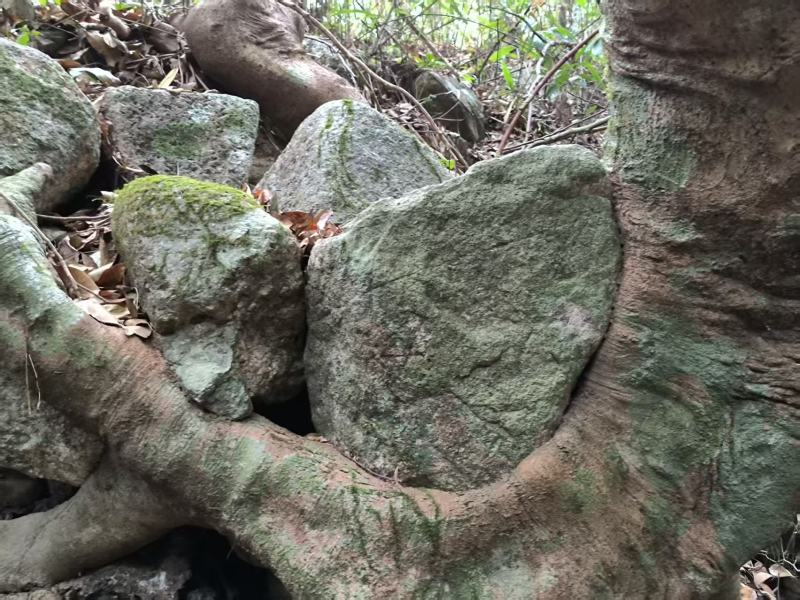 别墅庭院绿植水杨梅