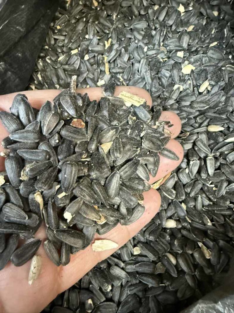 进口葵花籽，油葵-出油率43%-45%