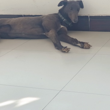赛级格力犬灵缇