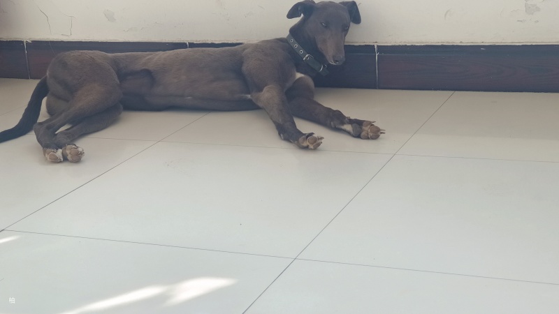 赛级格力犬灵缇