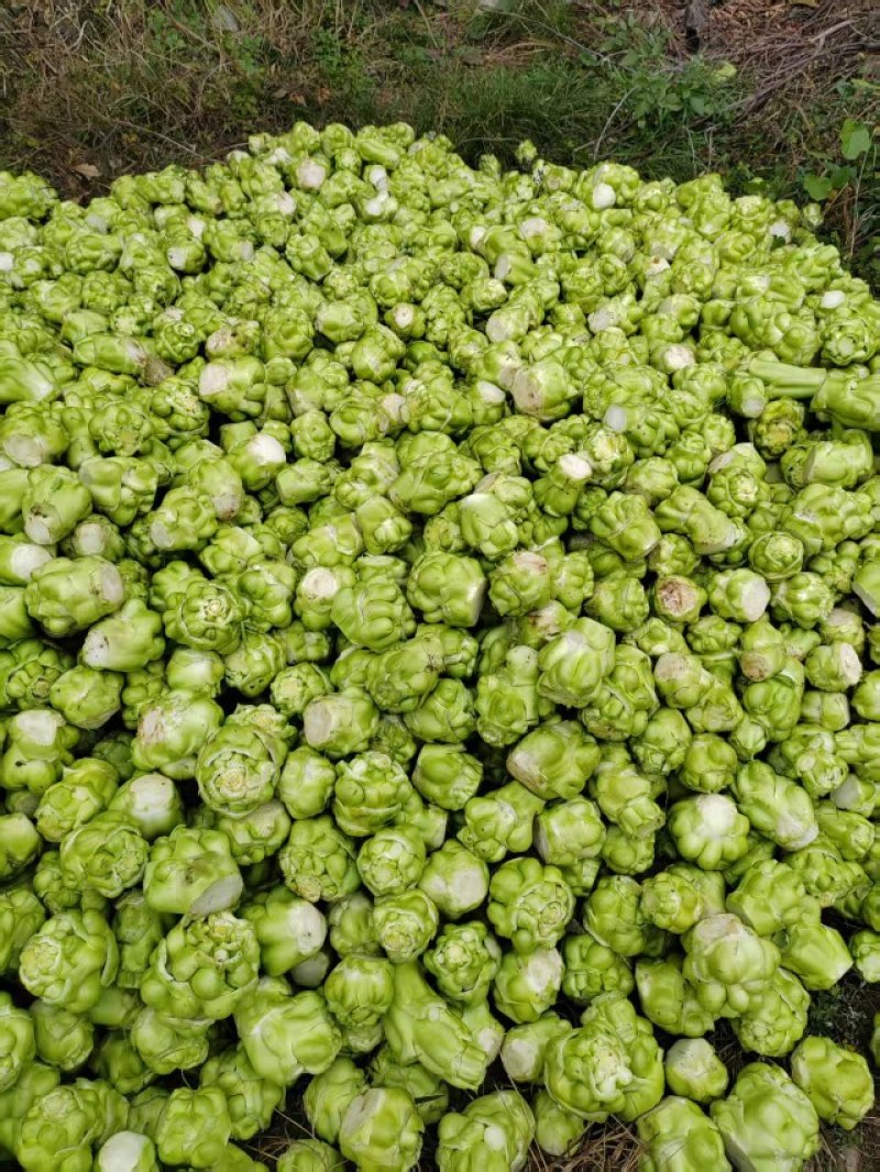 榨菜
