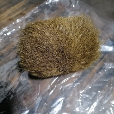 猪宝