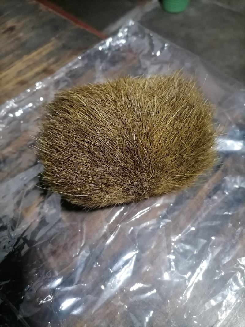 猪宝