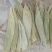 江西干粽子叶/野生干粽叶大号新叶/家用商用粽叶批发