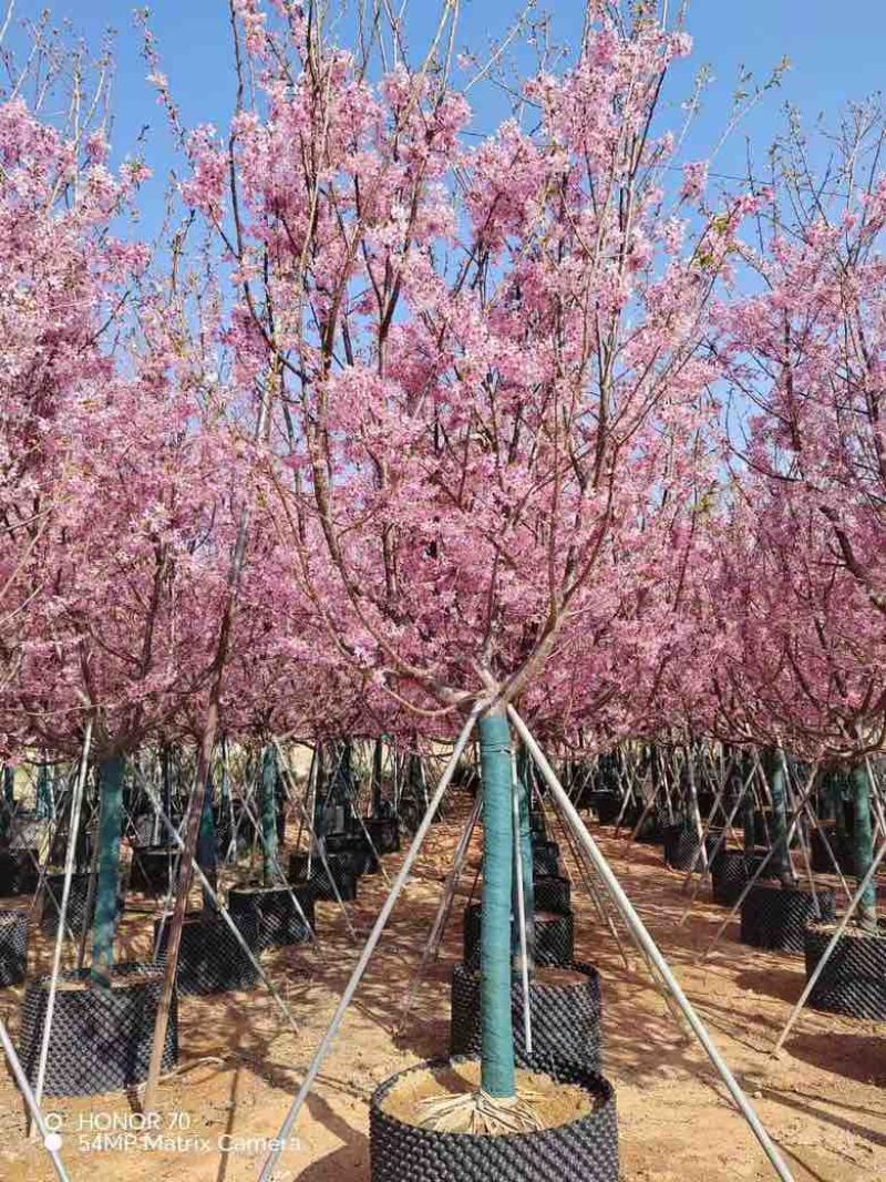 日本樱花3-8分，大量低价出售
