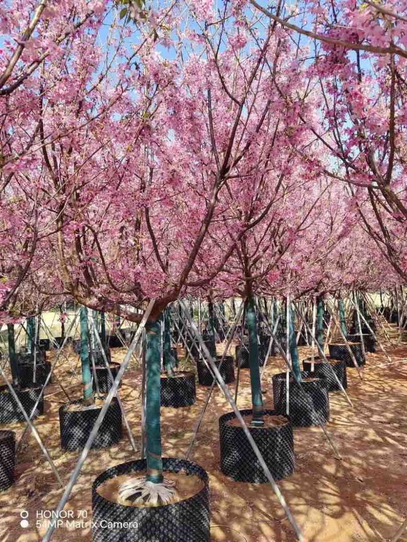 日本樱花3-8分，大量低价出售