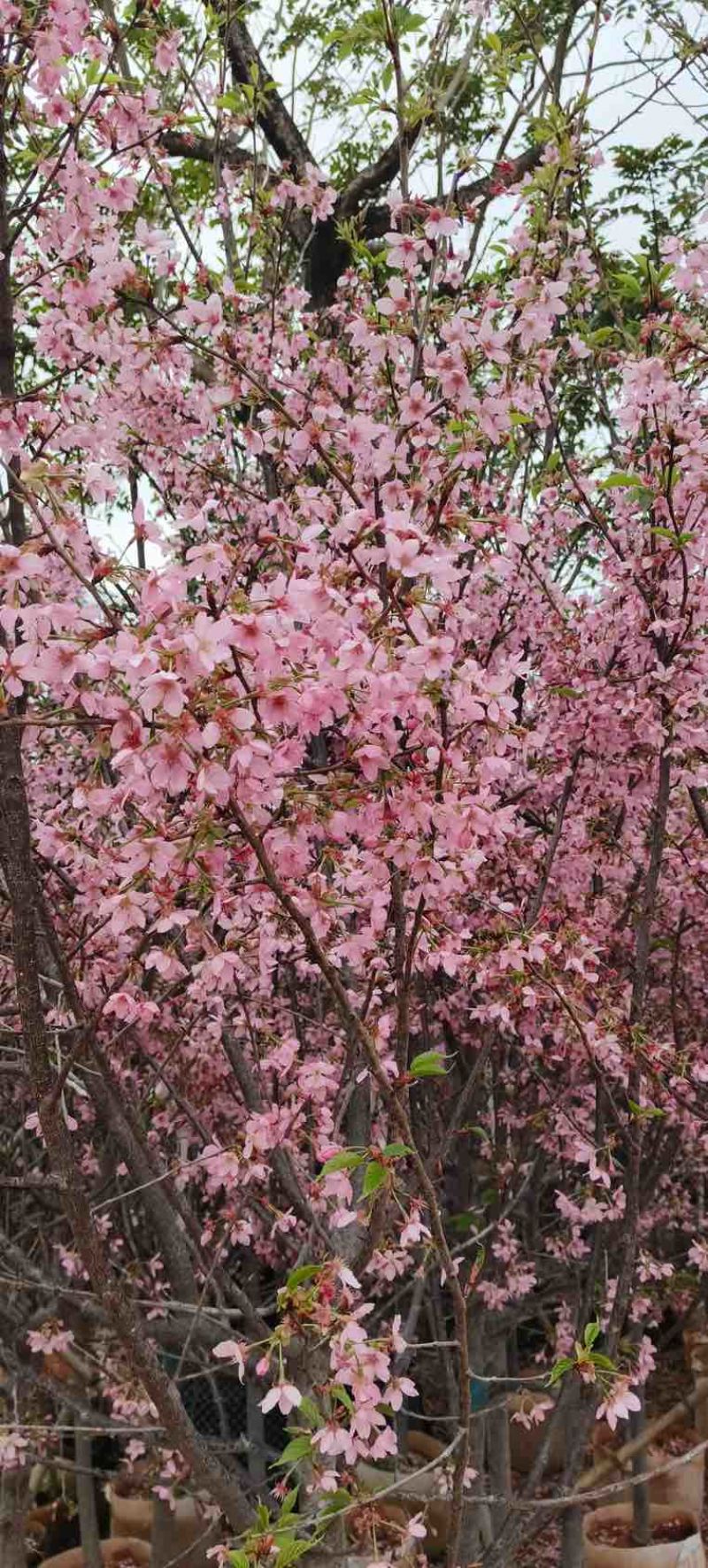 日本樱花3-8分，大量低价出售