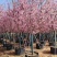 日本樱花3-8分，大量低价出售