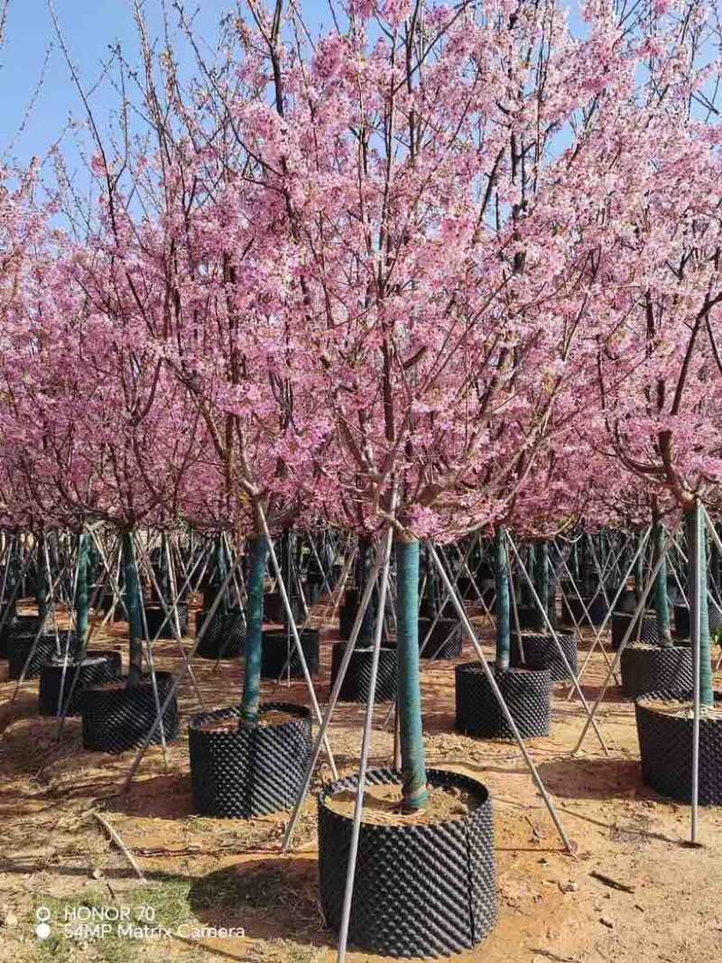 日本樱花3-8分，大量低价出售
