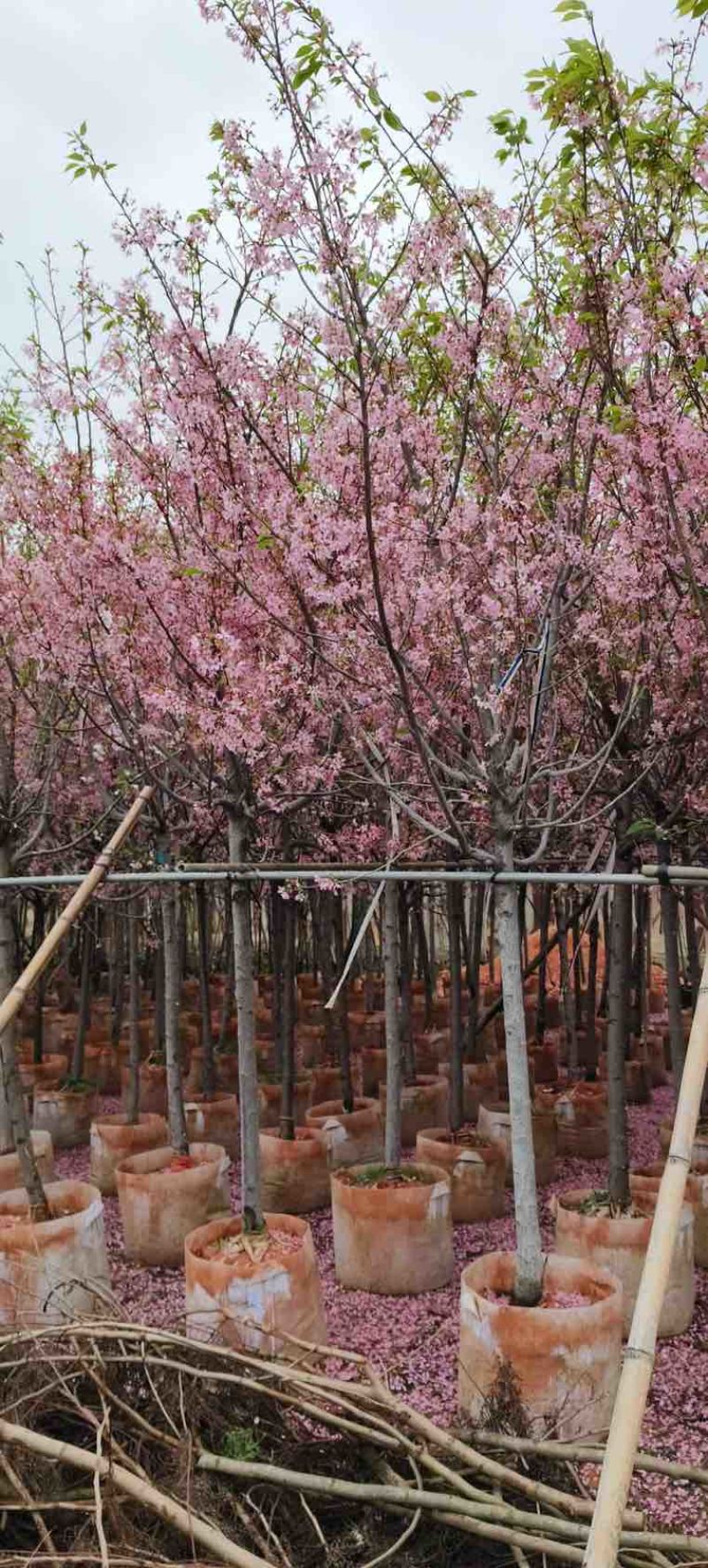 日本樱花3-8分，大量低价出售