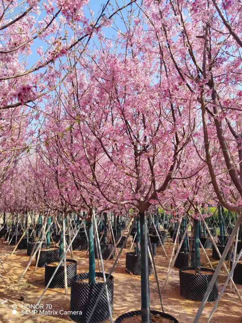 日本樱花3-8分，大量低价出售