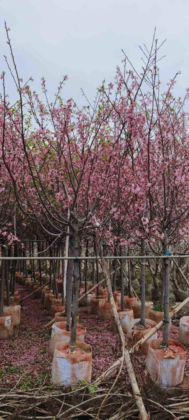 日本樱花3-8分，大量低价出售