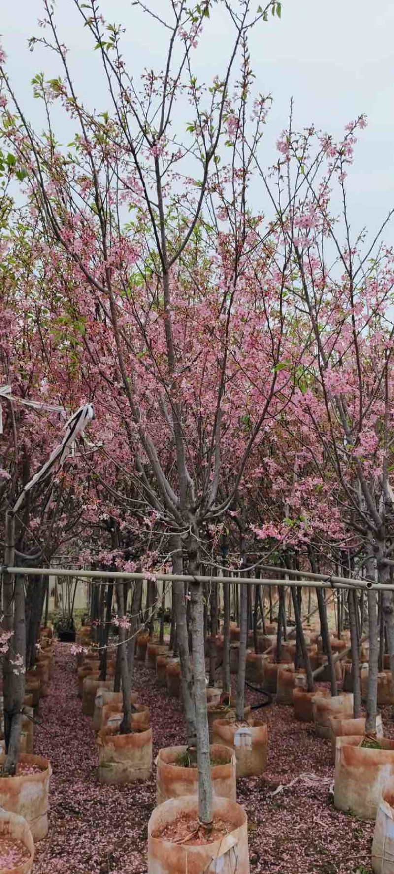 日本樱花3-8分，大量低价出售