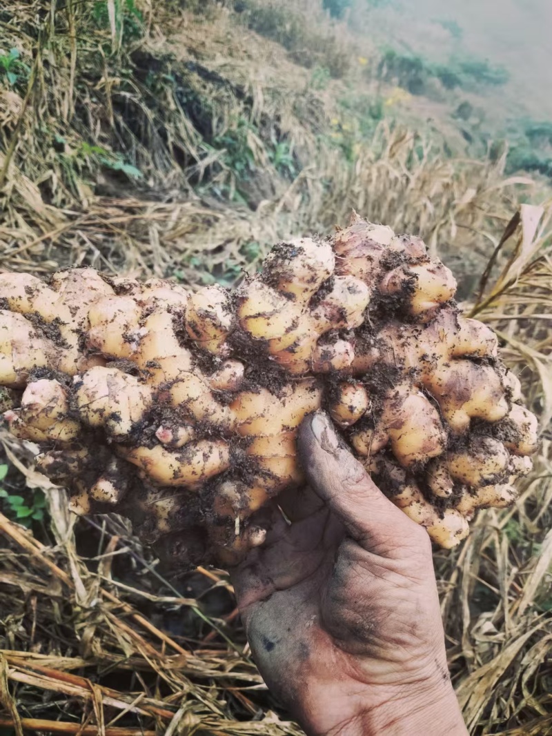 云南小黄姜辛辣十足。