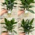 观音竹富贵竹水培植物带根花卉绿植绿色室内盆栽转运竹子水养好养
