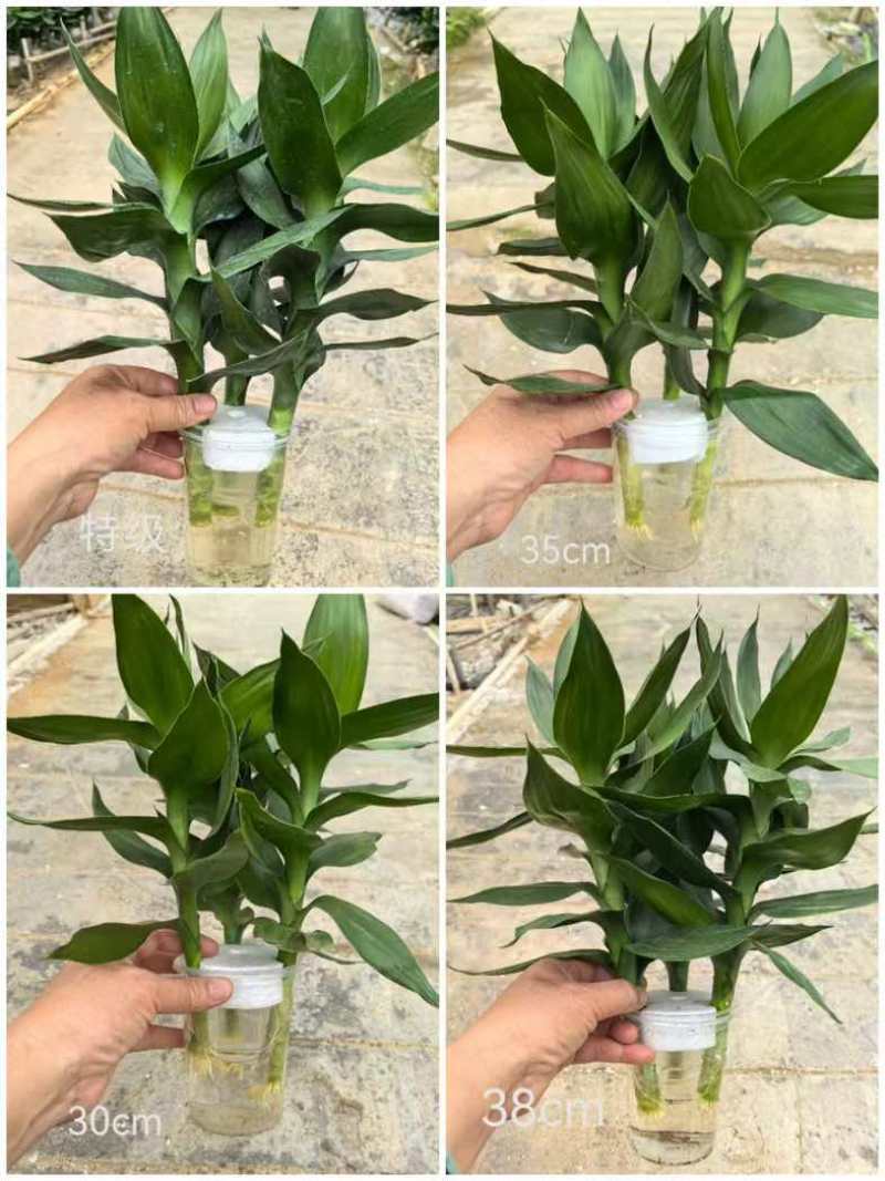 观音竹富贵竹水培植物带根花卉绿植绿色室内盆栽转运竹子水养好养